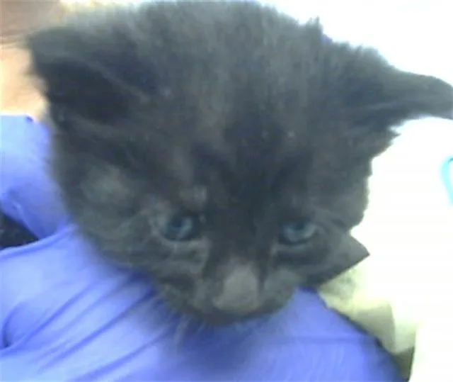 A baby medium-sized female Domestic Medium Hair cat named Hanami for adoption in Dallas, TX