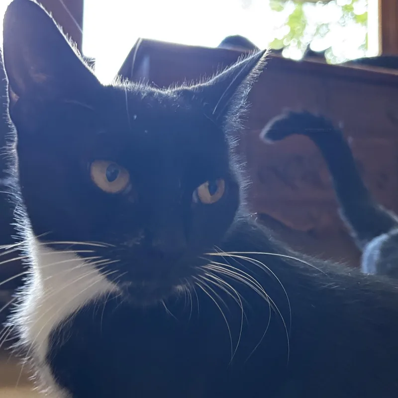 An adult medium-sized female Tuxedo cat named Twiggy for adoption in Melrose, MA