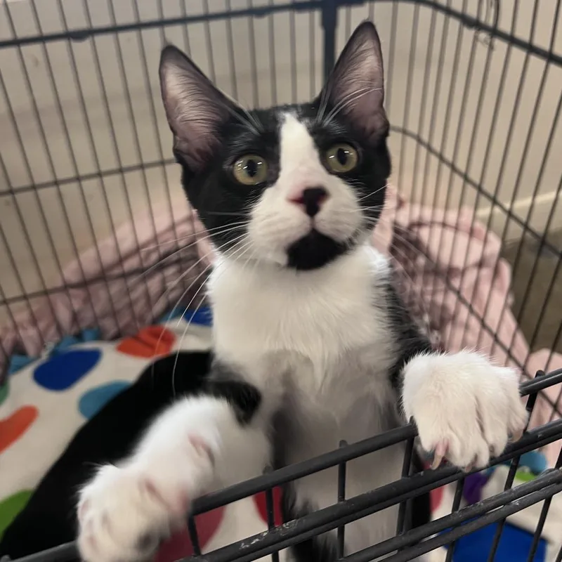 A baby small-sized male Black Domestic Short Hair cat named Clawdio for adoption in Los Angeles, CA