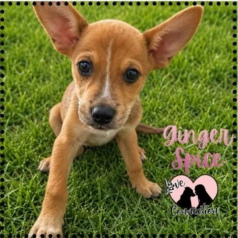 A baby medium-sized female Golden Australian Cattle Dog / Blue Heeler dog named Ginger Spice for adoption in Gilbert, AZ
