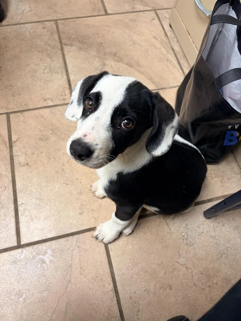 A baby medium-sized female Basset Hound dog named Zara for adoption in Batesville, AR