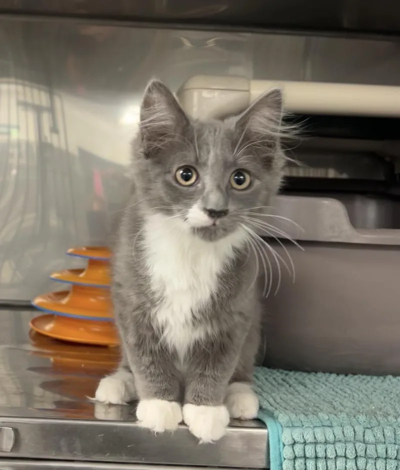A baby medium-sized male Gray / Blue / Silver Domestic Long Hair cat named Caprese Salad for adoption in Montville, NJ
