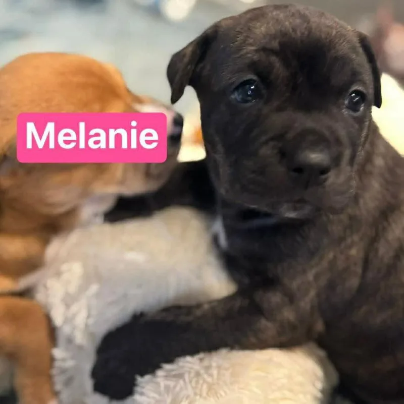 Melanie thumbnail 2
