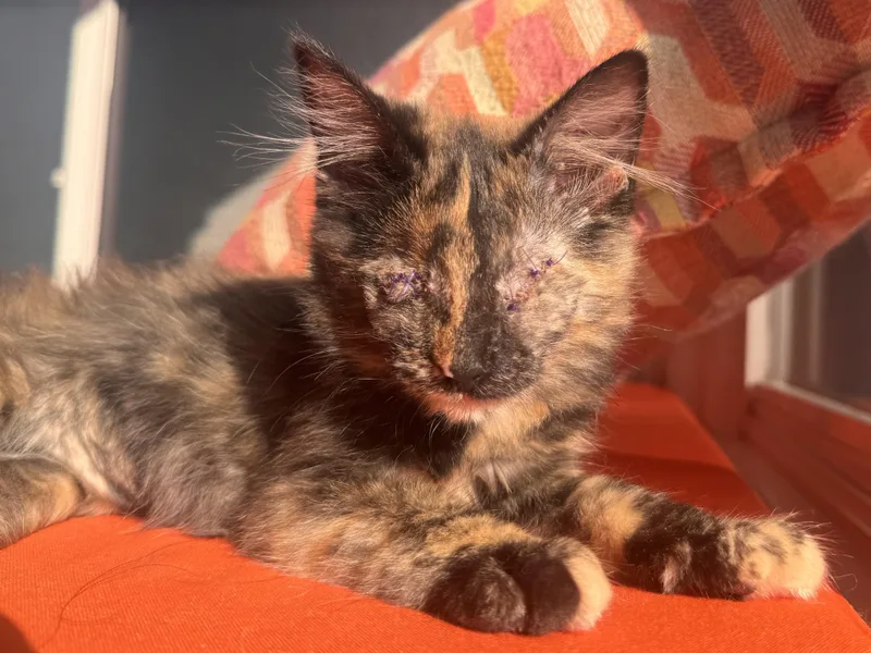 A baby medium-sized female Tortoiseshell Domestic Short Hair cat named Saffron for adoption in San Francisco, CA
