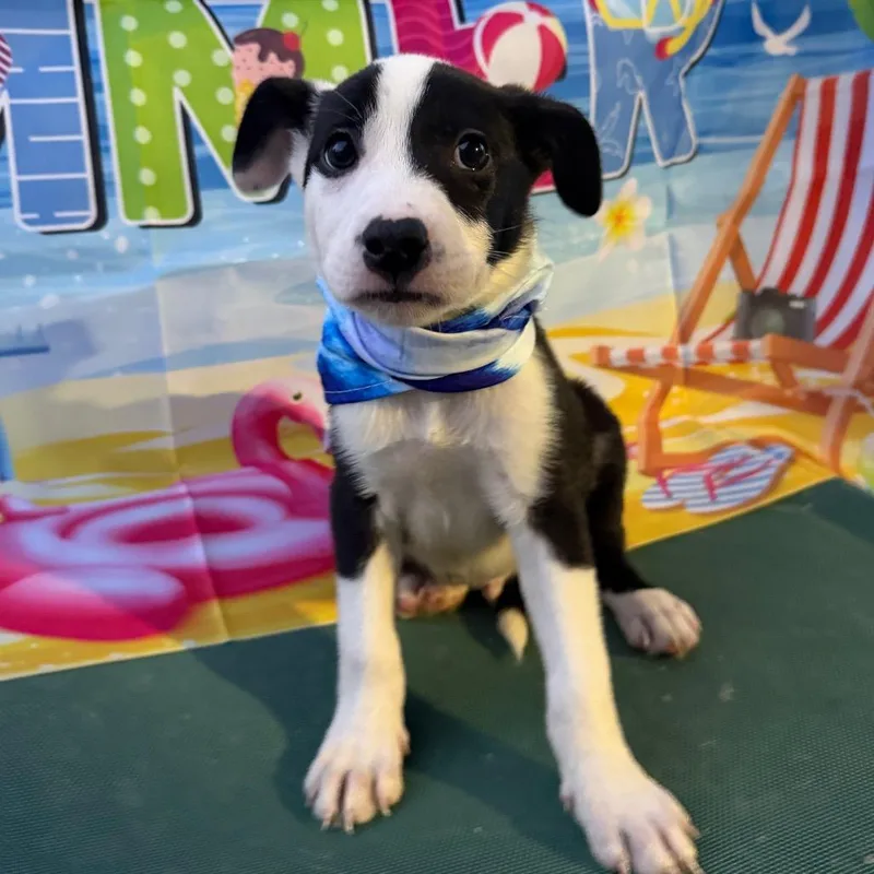 A baby small-sized male Black Boxer dog named Hank for adoption in Aledo, TX
