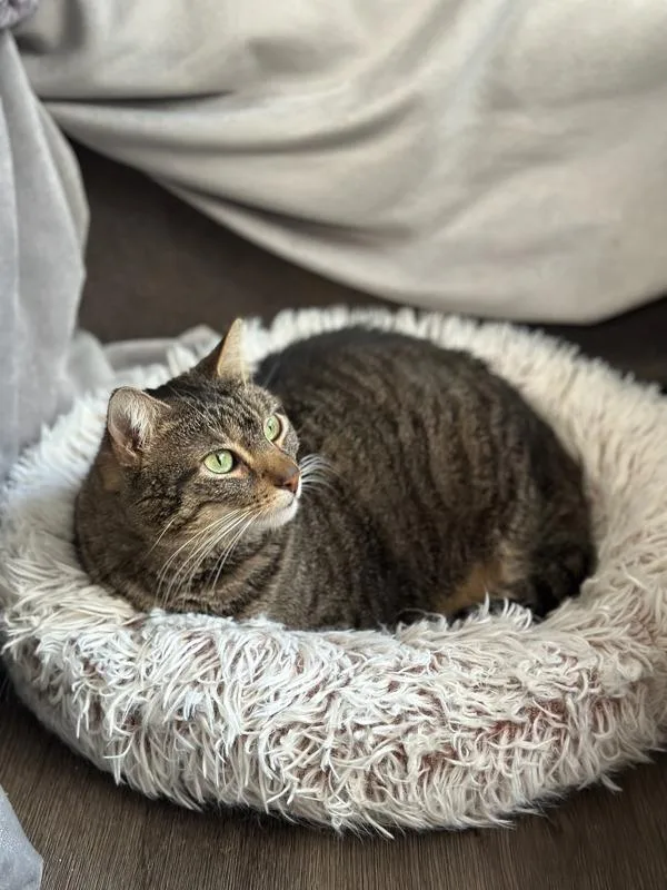 Lila