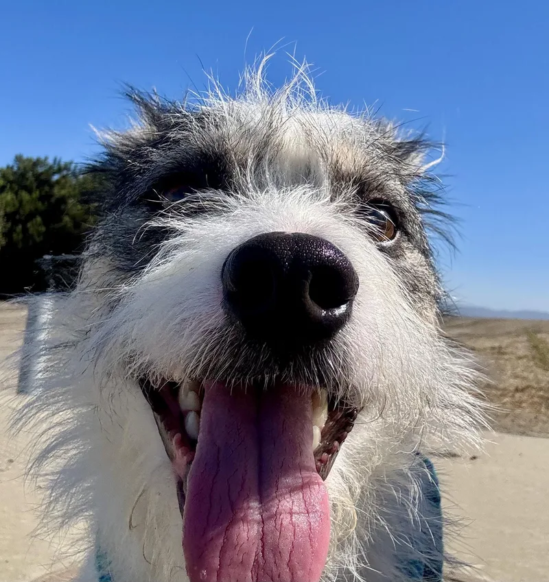 A young small-sized male Terrier dog named Oliver for adoption in Salinas, CA