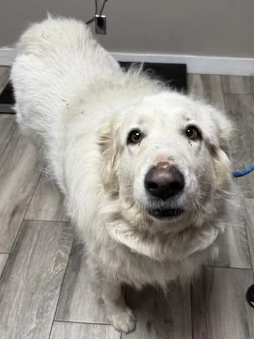 An adult large-sized female Great Pyrenees dog named Snowball for adoption in Redlands, CA