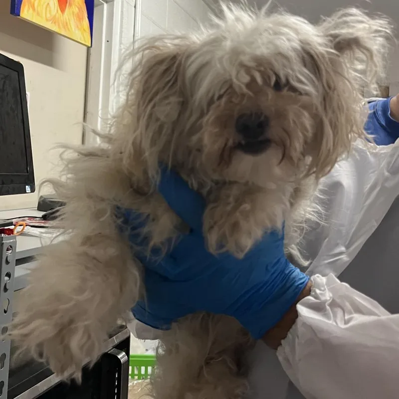 An adult small-sized female White / Cream Maltese dog named Frida for adoption in Edinburg, TX