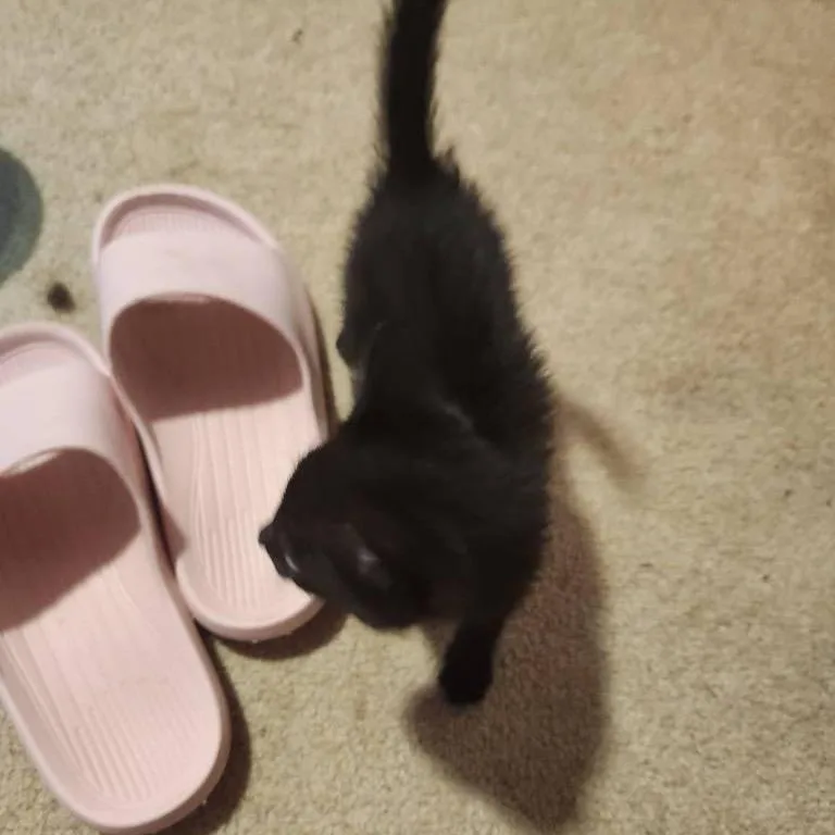 A baby small-sized male Black Domestic Short Hair cat named Blackberry for adoption in Rochester, MN