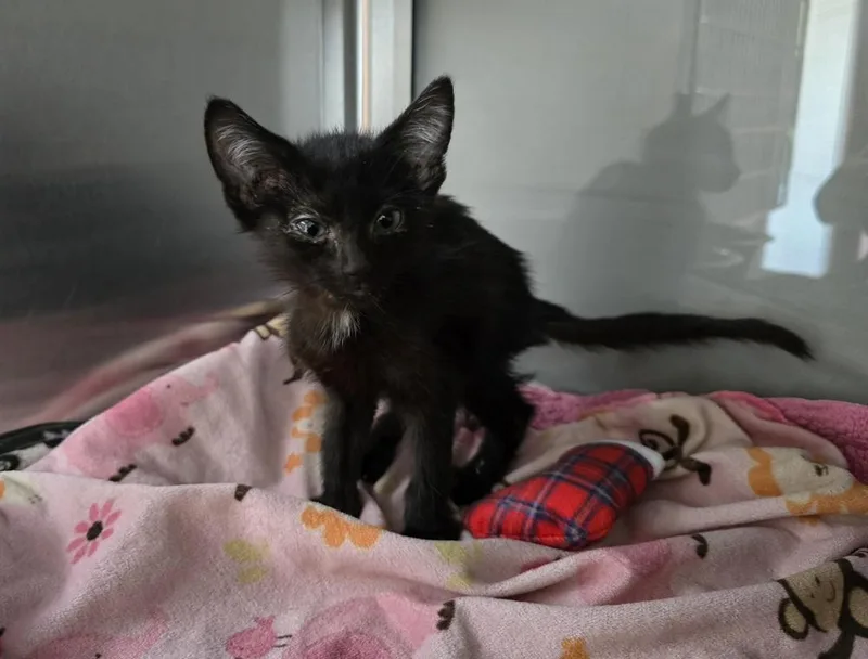 A baby small-sized male Black Domestic Short Hair cat named Jasper for adoption in Dickson, TN