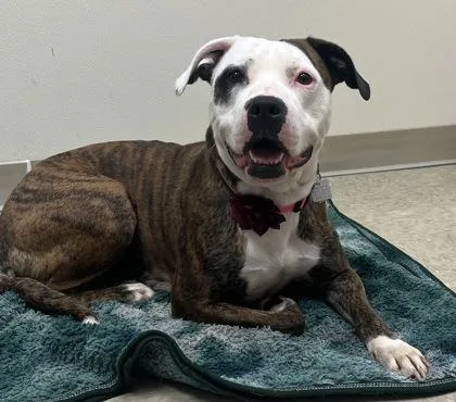 A young medium-sized female Brindle Mixed Breed dog named Venus for adoption in Hamilton, OH