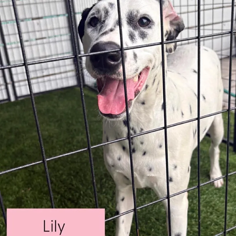 A young small-sized female Black Dalmatian dog named Lily for adoption in Tampa, FL