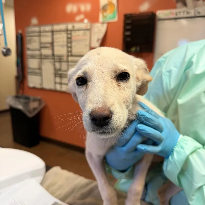 A baby small-sized female Apricot / Beige Shepherd dog named Reba for adoption in Flagstaff, AZ