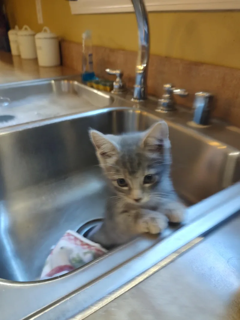 A baby small-sized female Domestic Short Hair cat named Bambi for adoption in Harned, KY
