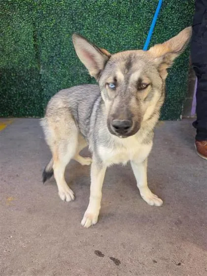 An adult large-sized male Brown / Chocolate Siberian Husky dog named 60817669 for adoption in El Paso, TX
