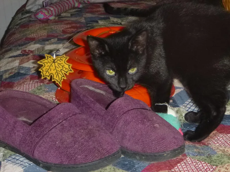 Missy Tues thumbnail 6