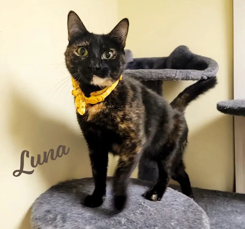 Luna Fullofsurprises