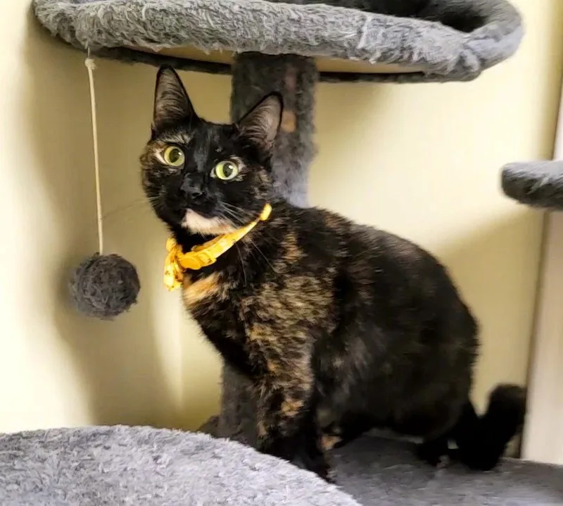 Luna Fullofsurprises thumbnail 3