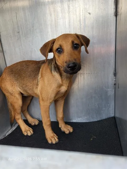 A baby medium-sized female Labrador Retriever dog named Raven for adoption in San Antonio, TX