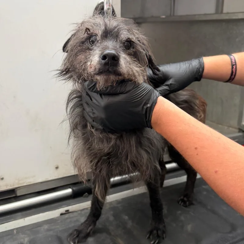An adult small-sized male Black Schnauzer dog named Crockett for adoption in Denison, TX