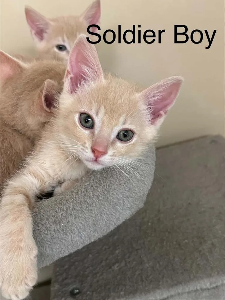 A baby small-sized male Domestic Short Hair cat named Soldier Boy for adoption in Groveland, MA