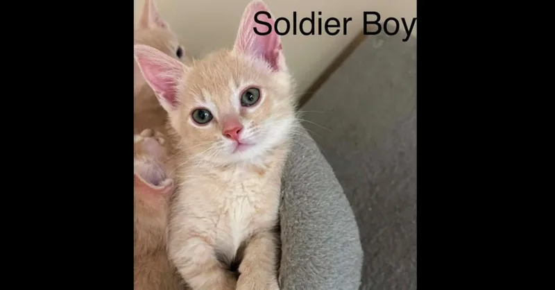 Soldier Boy thumbnail 2