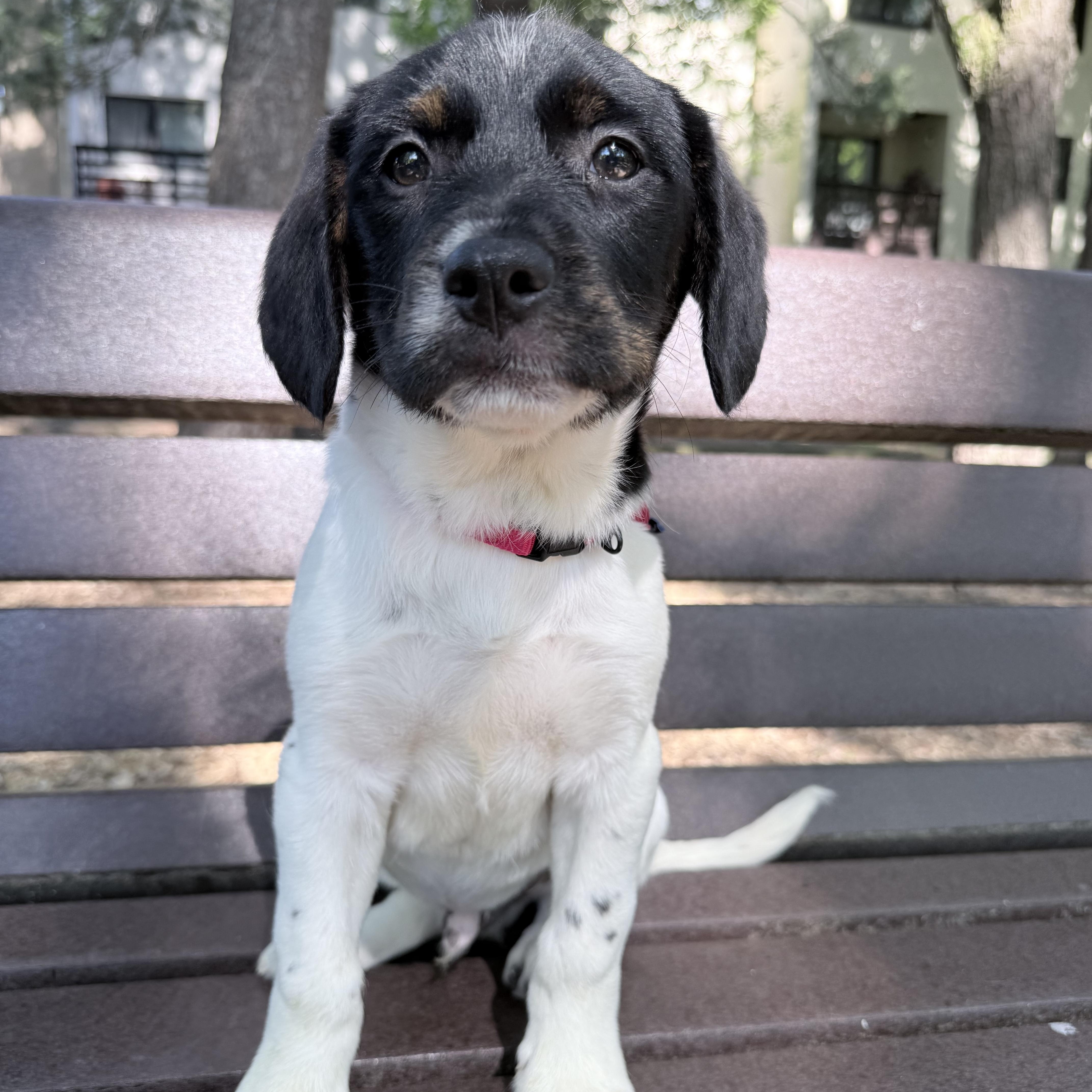 A baby medium-sized male White / Cream Terrier dog named Buttons for adoption in Fairfax, VA