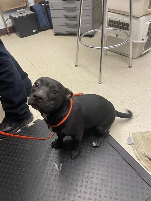A baby small-sized male Pit Bull Terrier dog named Bodhi for adoption in Stockton, CA