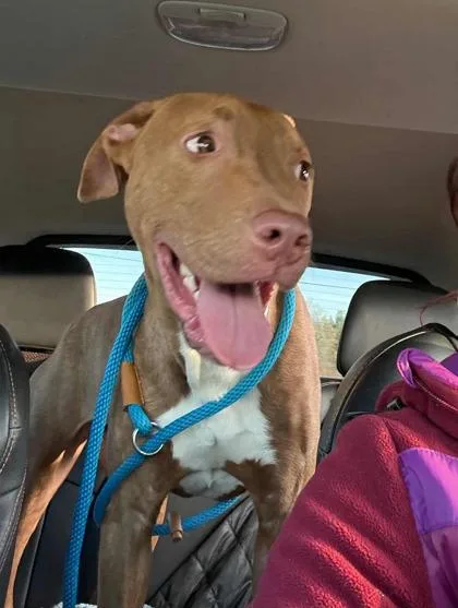 Terry Cloth thumbnail 2