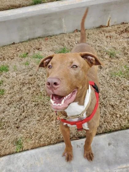 Terry Cloth thumbnail 3