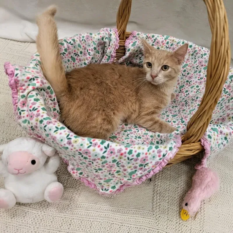 A baby medium-sized female Tabby (Orange / Red) Tabby cat named Crumpet and Biscotti Bonded for adoption in Pueblo, CO