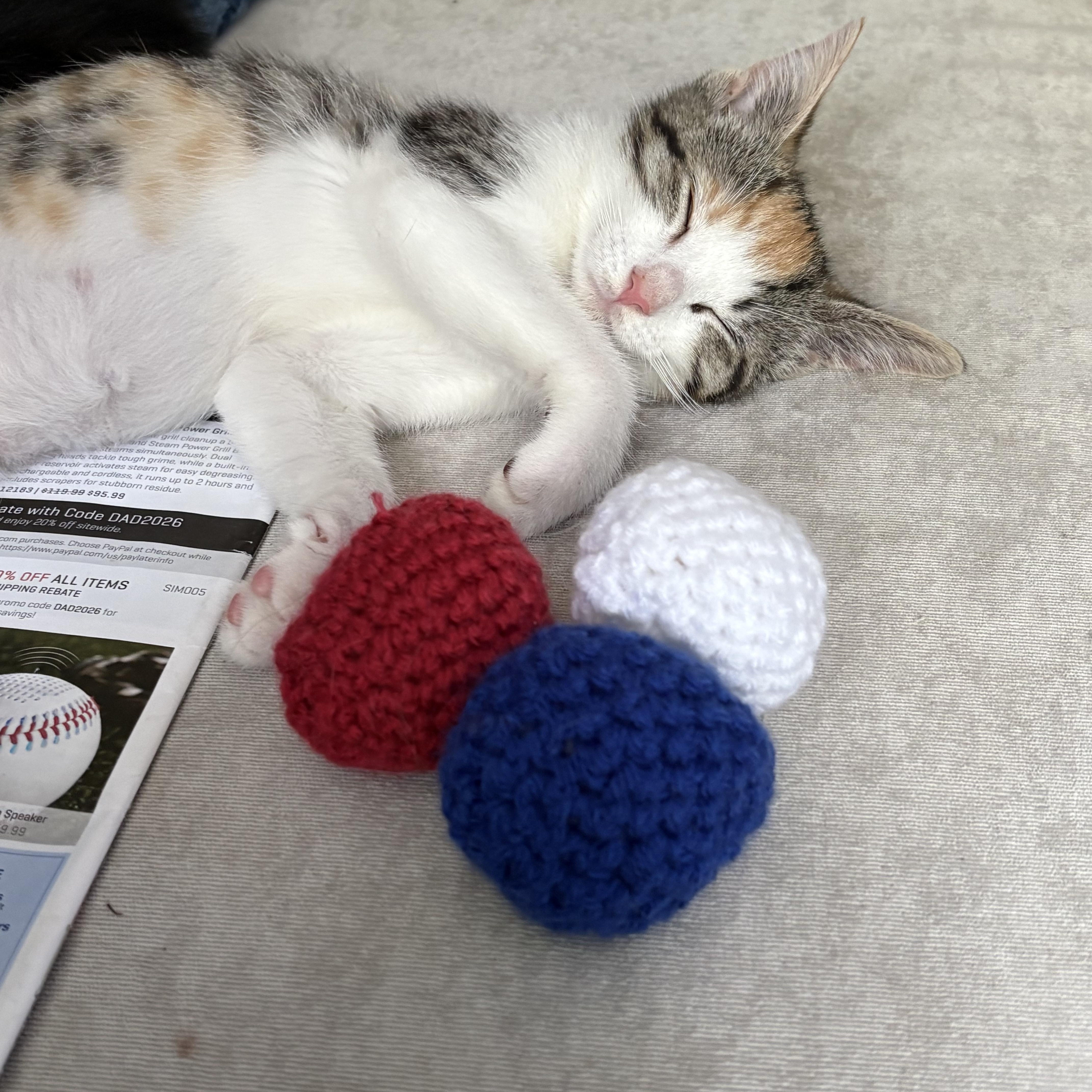 A baby medium-sized female Calico Domestic Short Hair cat named Carlyn for adoption in Wayne, NJ