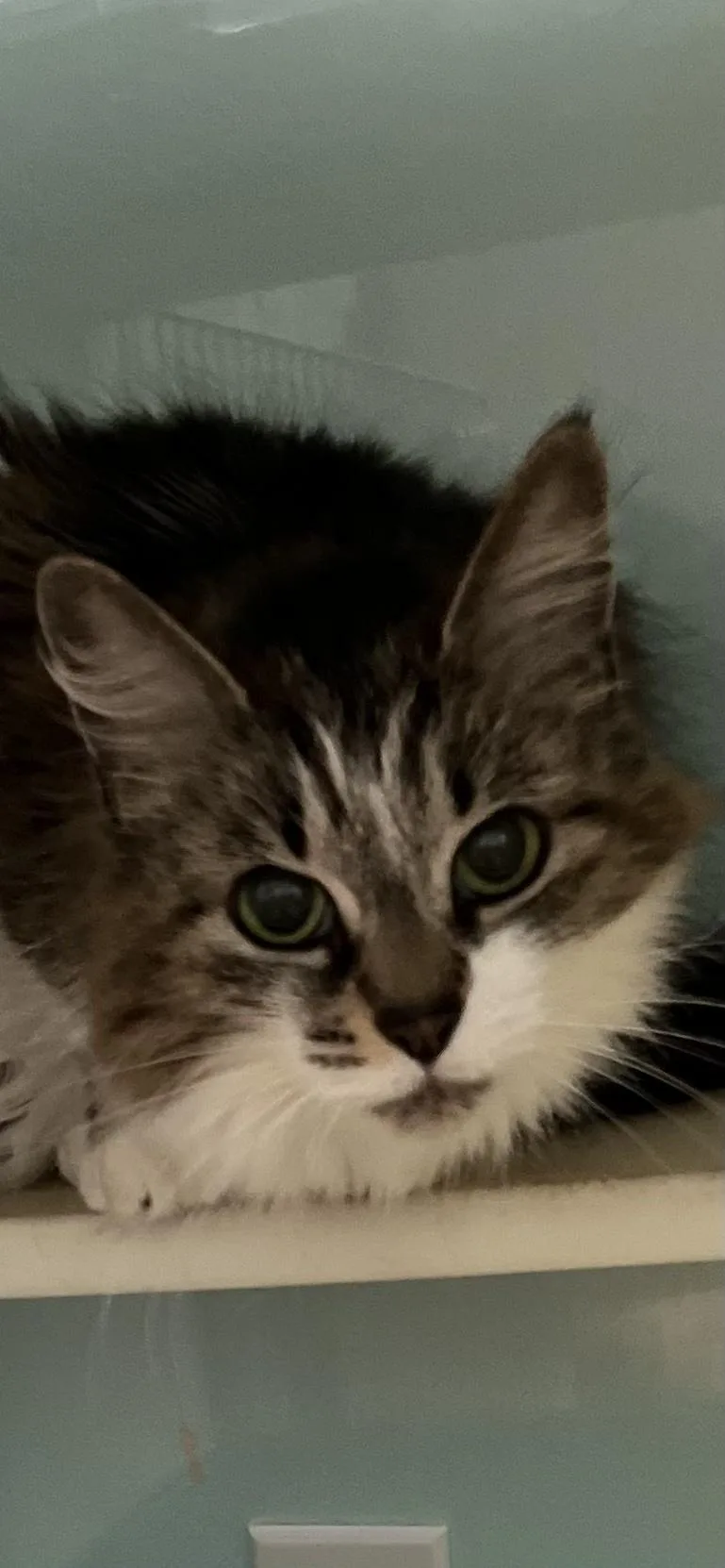 A senior medium-sized female Tabby (Buff / Tan / Fawn) Tabby cat named Gizmo for adoption in Holland, MI