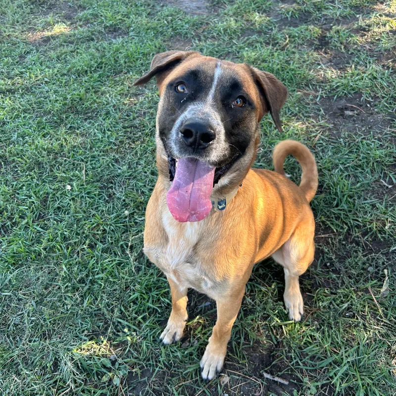 A young large-sized male Brown / Chocolate Mastiff dog named Tank for adoption in Lindon, UT