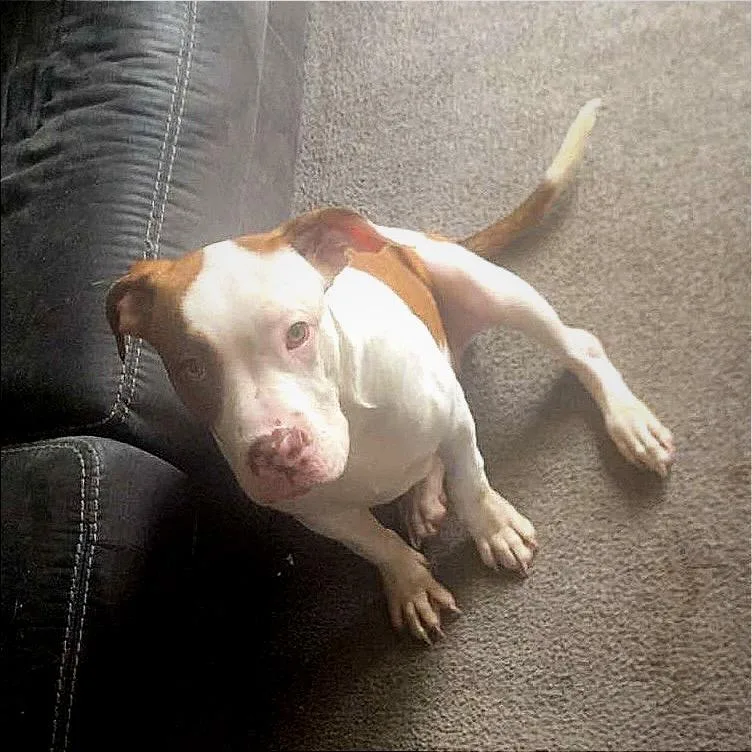 A baby large-sized female American Bulldog dog named Daisey for adoption in Monroe, MI