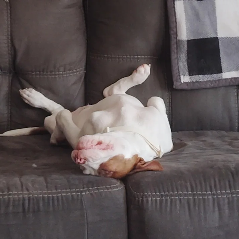 Daisey thumbnail 3