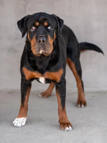 An adult large-sized female Mixed Breed dog named Sky for adoption in Longmont, CO