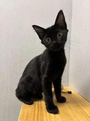 A baby small-sized female Domestic Short Hair cat named Binx for adoption in Cumming, GA