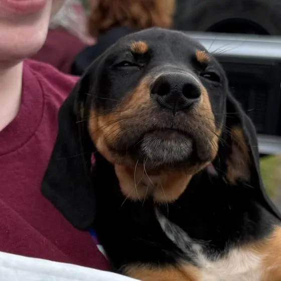 A baby small-sized male Black Mixed Breed dog named Winston for adoption in Rockville, MD
