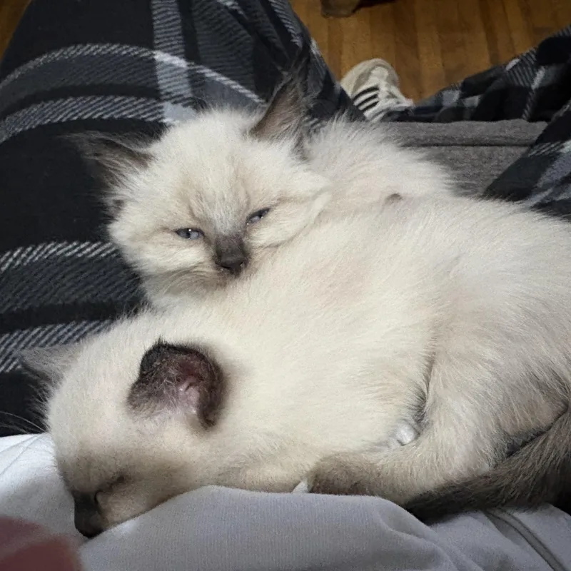 Cuddle And Bug thumbnail 2