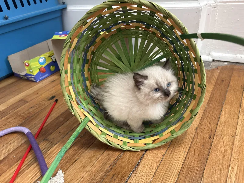 Cuddle And Bug thumbnail 3