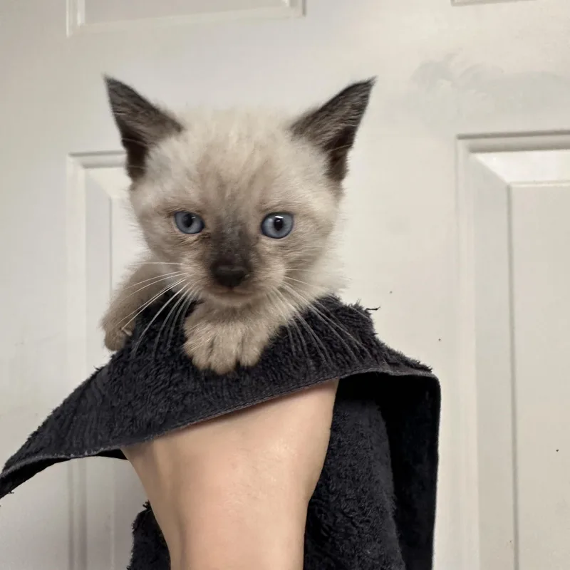 Cuddle And Bug thumbnail 4