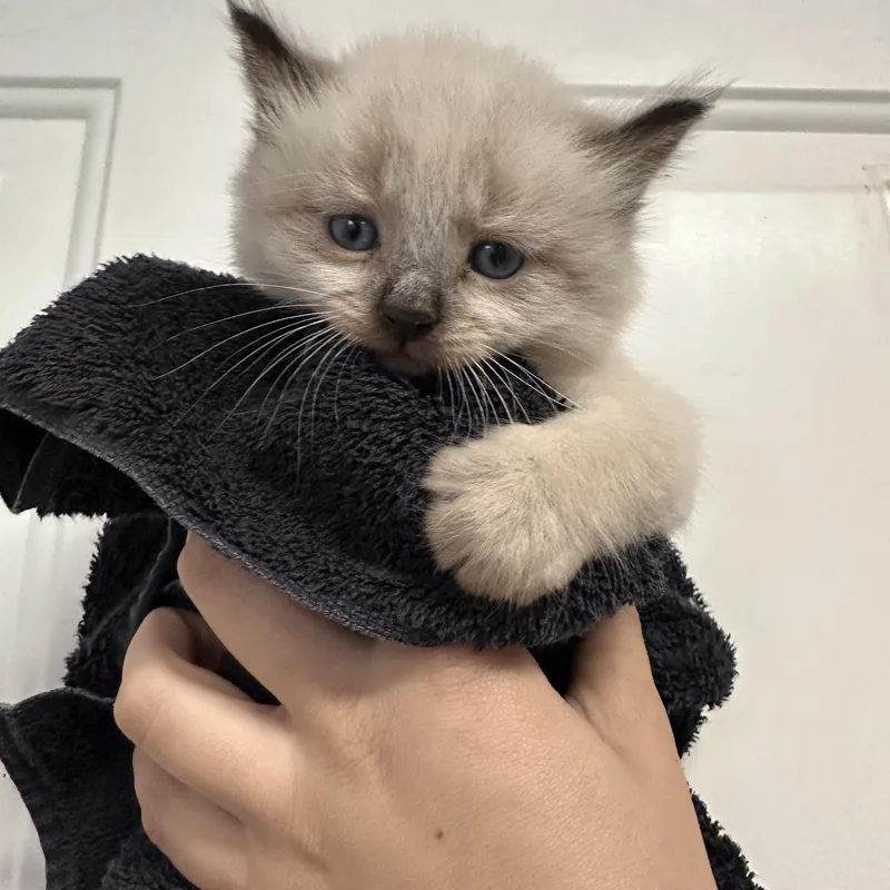 Cuddle And Bug thumbnail 5