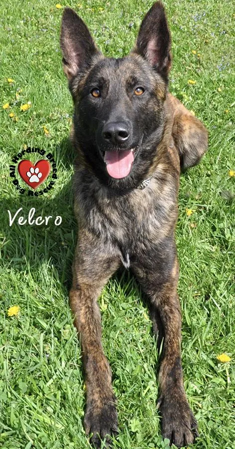 A young medium-sized male Brindle Dutch Shepherd dog named Velcro for adoption in Joliet, IL