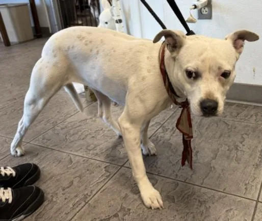 An adult large-sized female Pit Bull Terrier dog named Baby for adoption in Los Angeles, CA