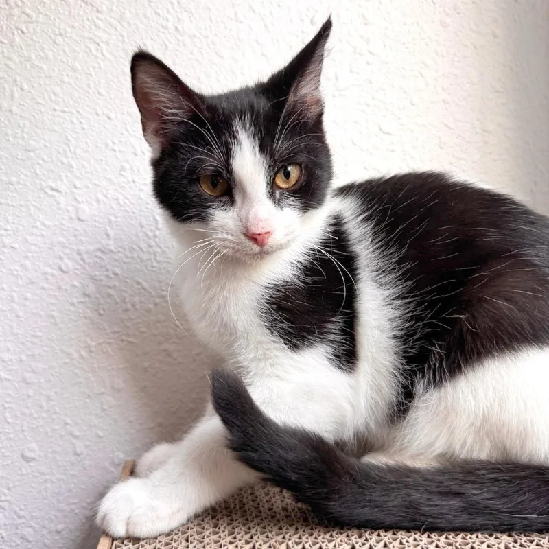 A baby medium-sized male Black & White / Tuxedo Domestic Short Hair cat named Carmelo for adoption in Houston, TX