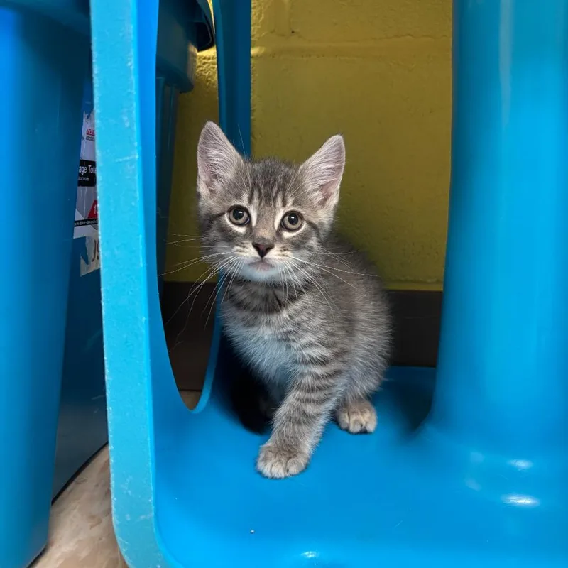 A baby small-sized male Gray / Blue / Silver Domestic Medium Hair cat named Rizo for adoption in Roxboro, NC