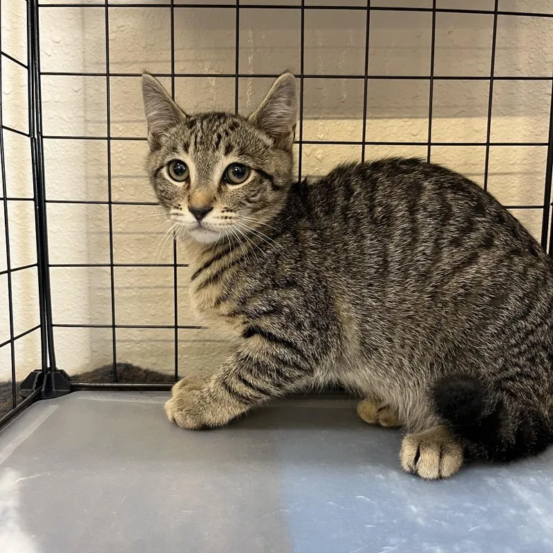 A baby small-sized male Brown / Chocolate Domestic Short Hair cat named Jax for adoption in Baker City, OR