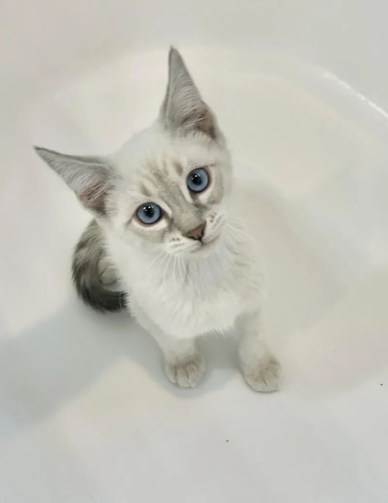 A baby medium-sized male Siamese cat named Bambino for adoption in Napa, CA